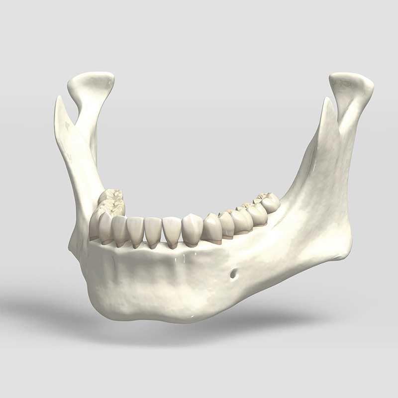 顎の骨イメージ